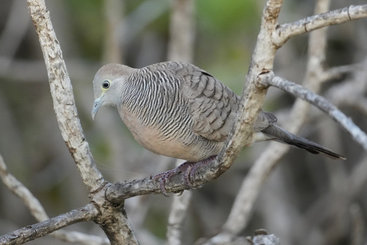 Зебровая горлица - ML646549580