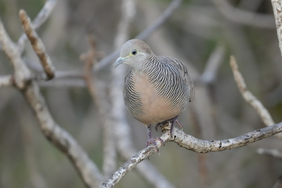 Зебровая горлица - ML646549582