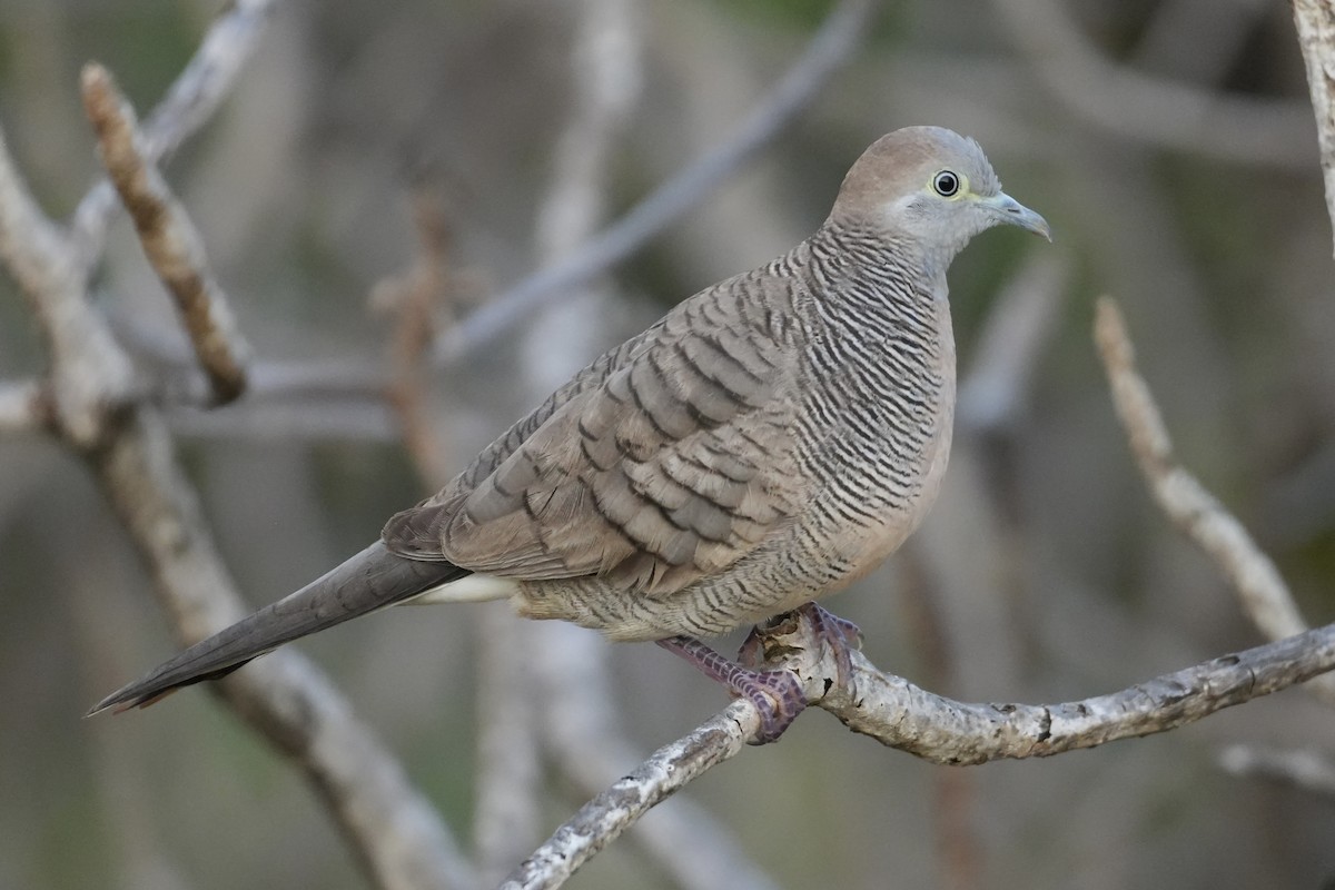 Зебровая горлица - ML646549584