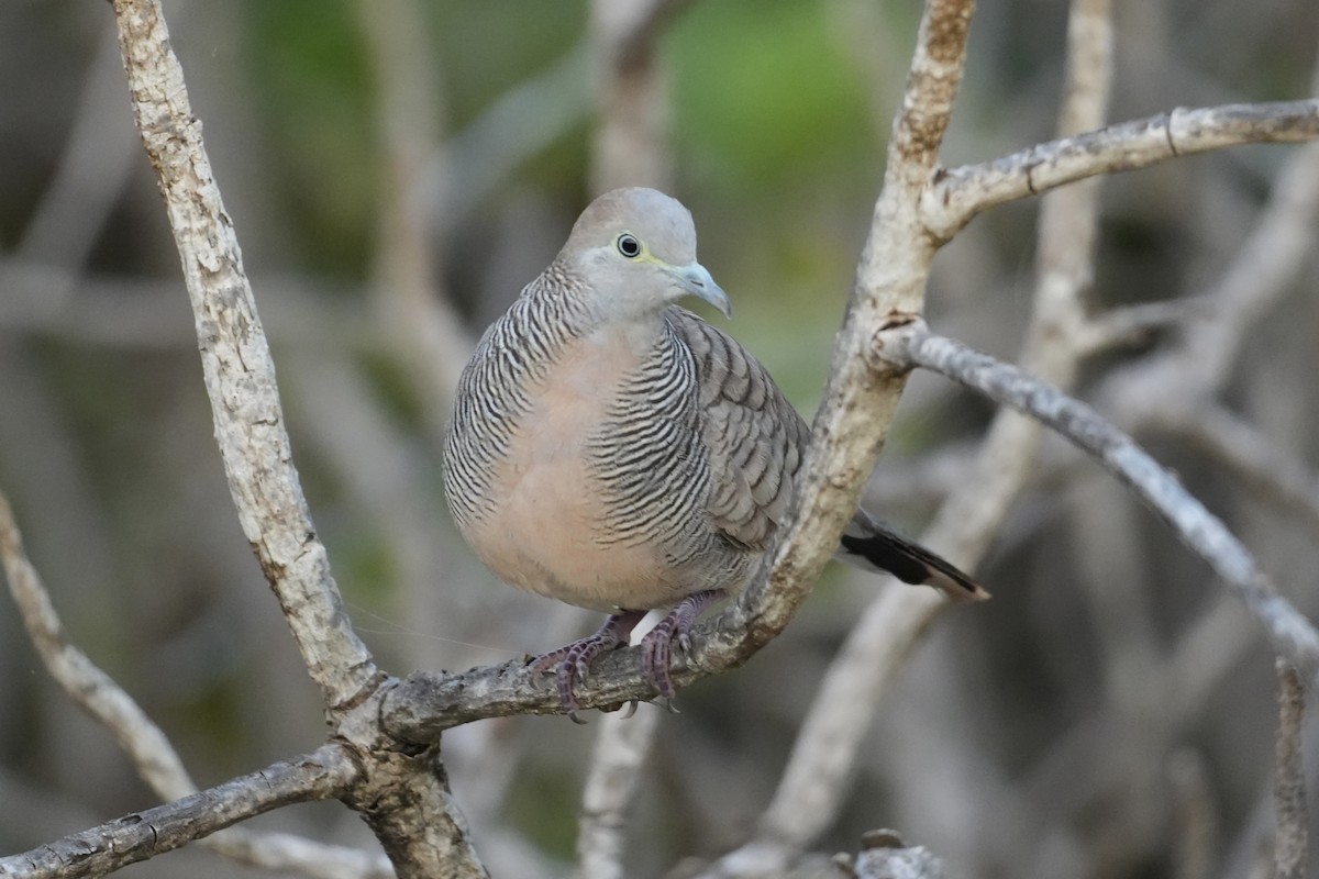 Зебровая горлица - ML646549585