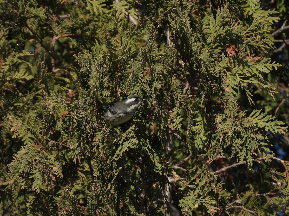 Black-throated Gray Warbler - ML646549586
