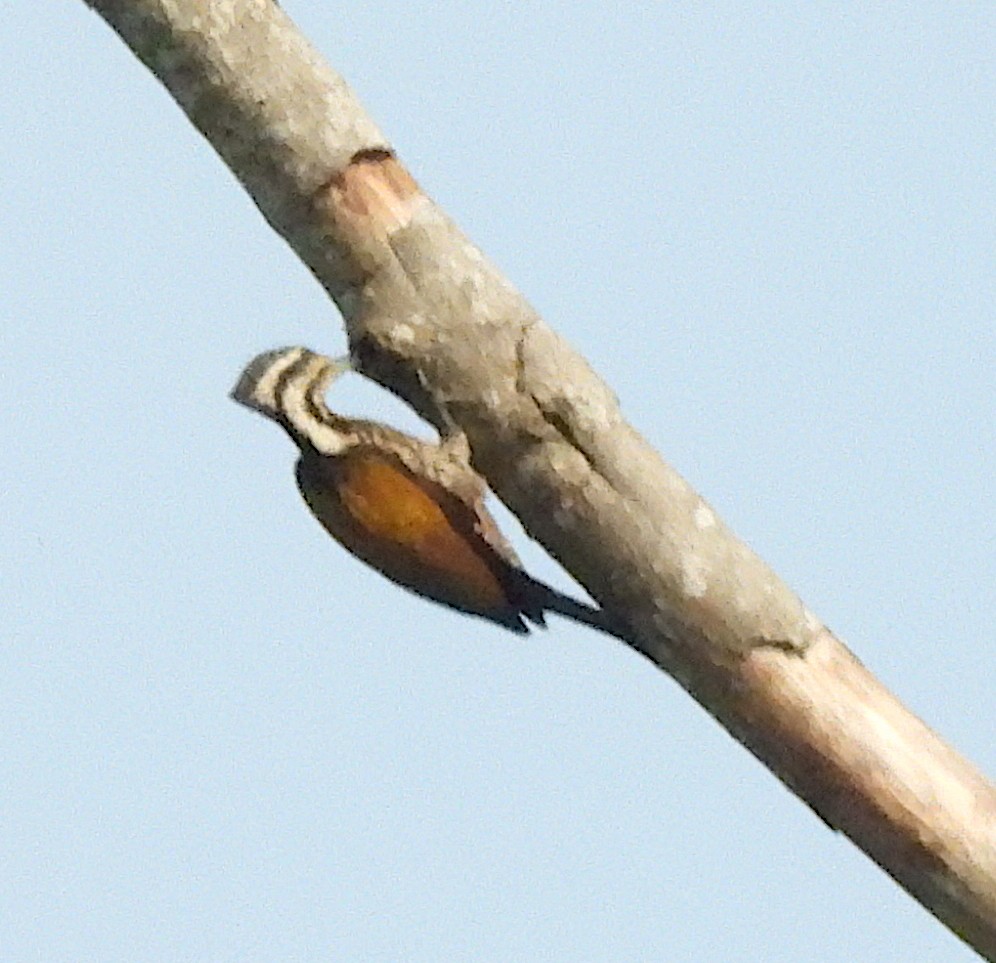 Common Flameback - ML646549587