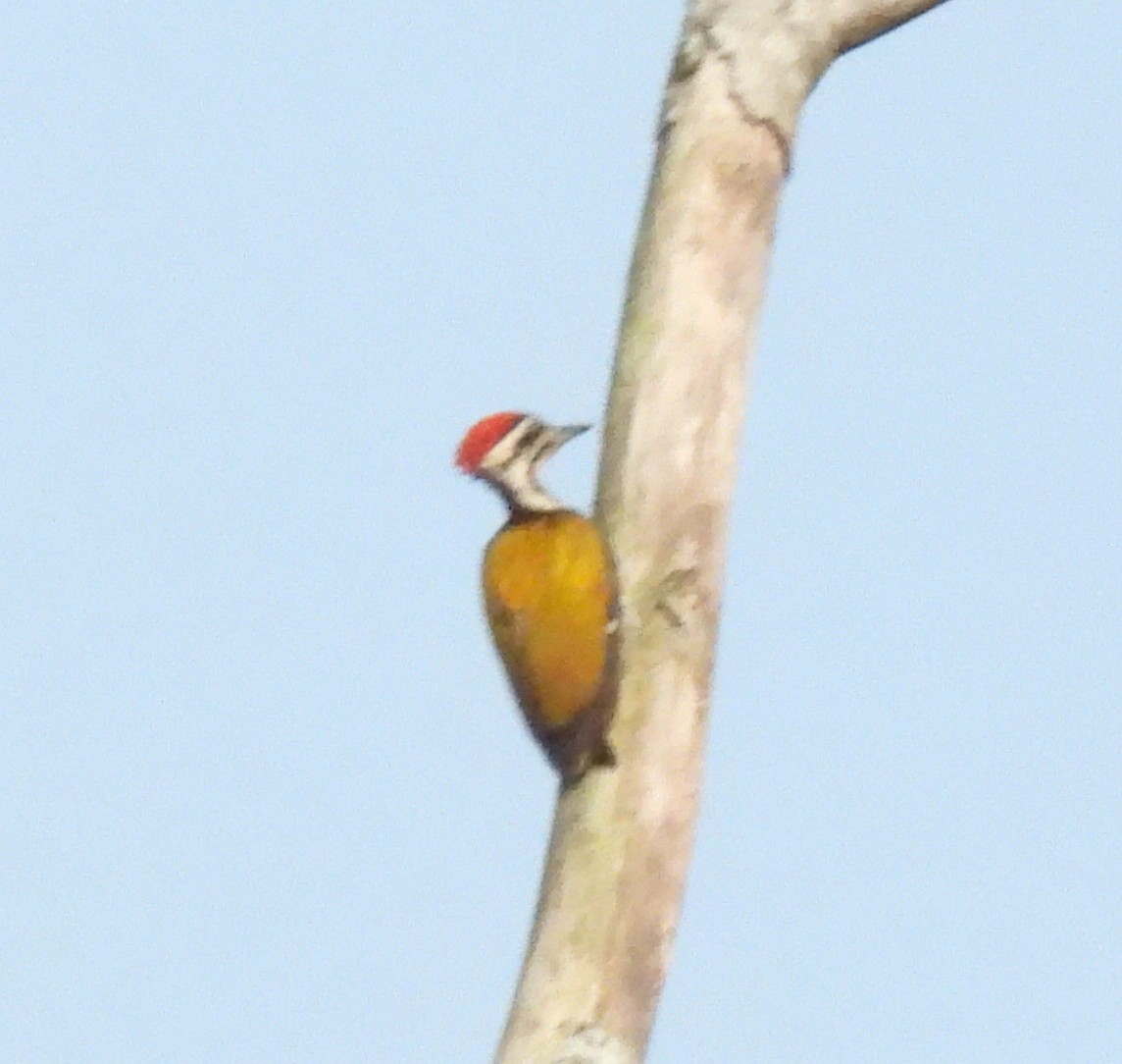 Common Flameback - ML646549588