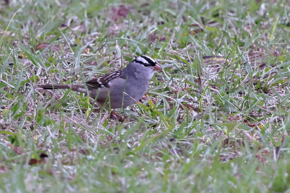 White-crowned Sparrow - ML646549589