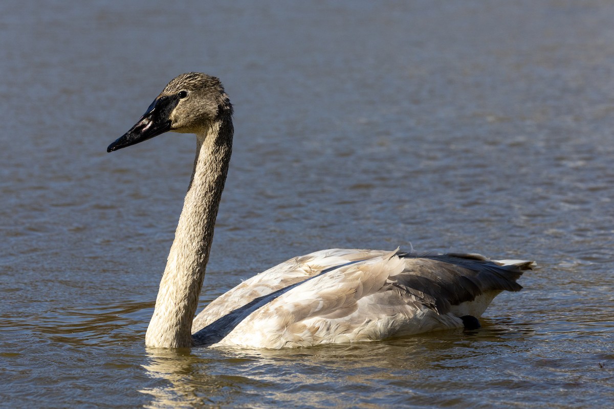 Trumpeter Swan - ML646549592