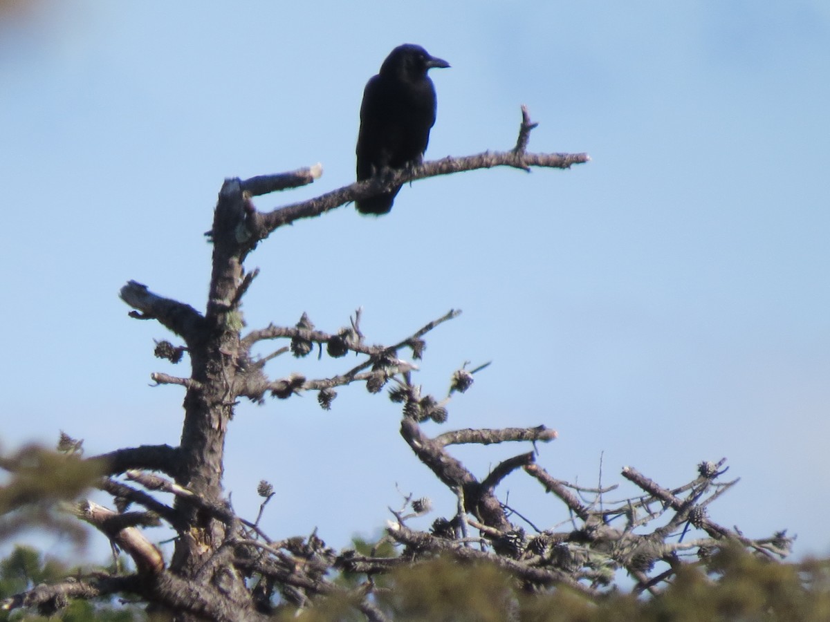 vrána rybí - ML646549594