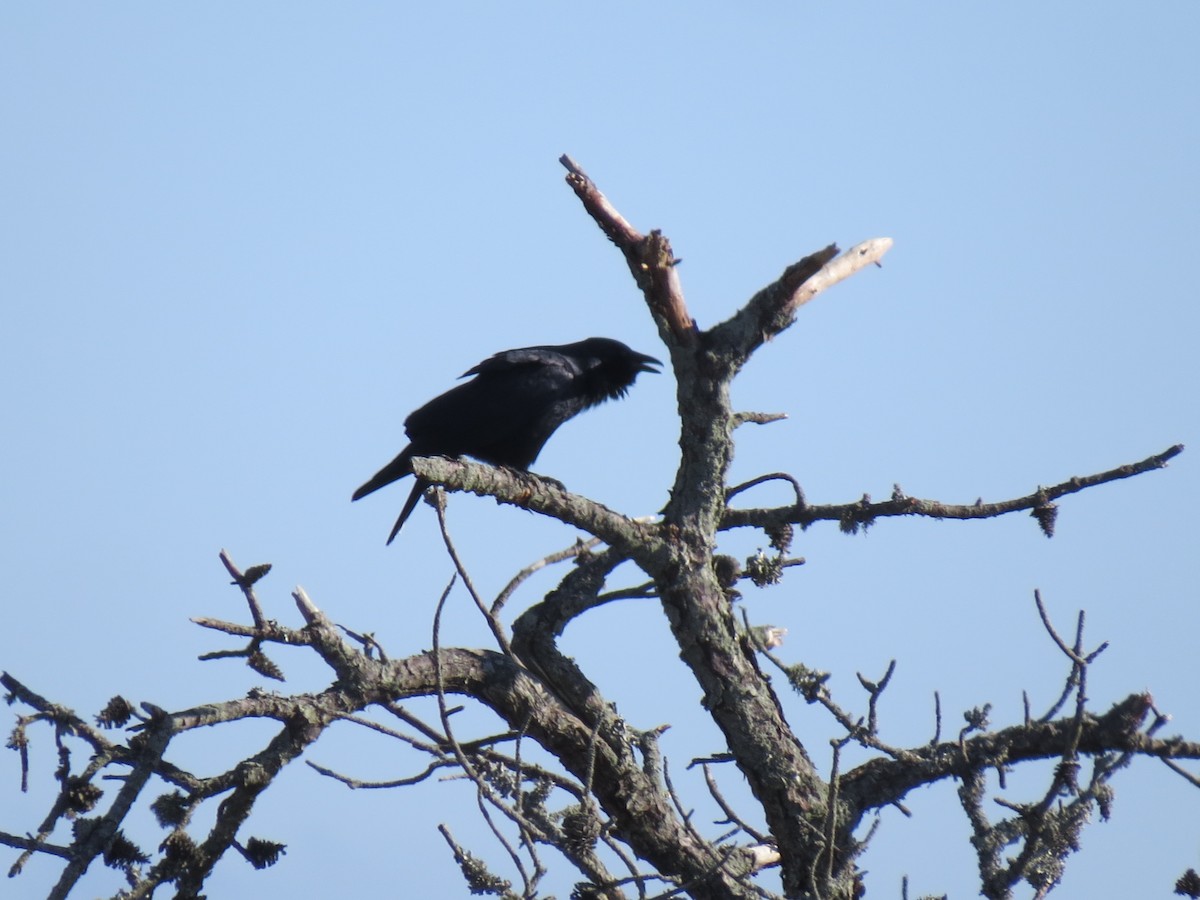 vrána rybí - ML646549595