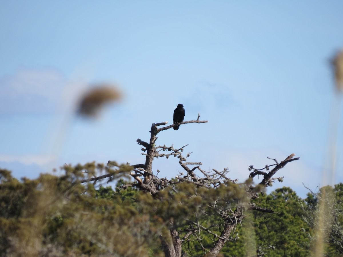 vrána rybí - ML646549596