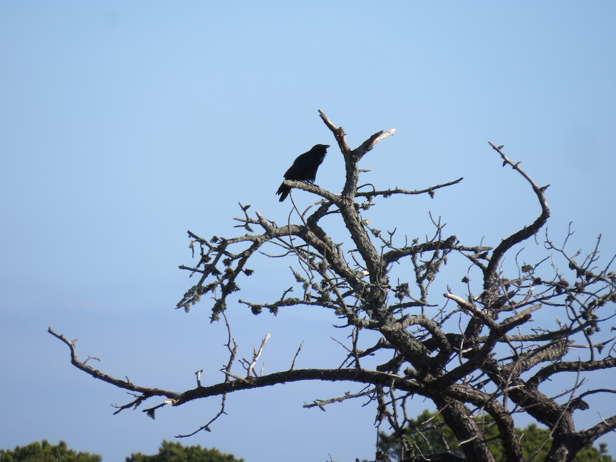 vrána rybí - ML646549597