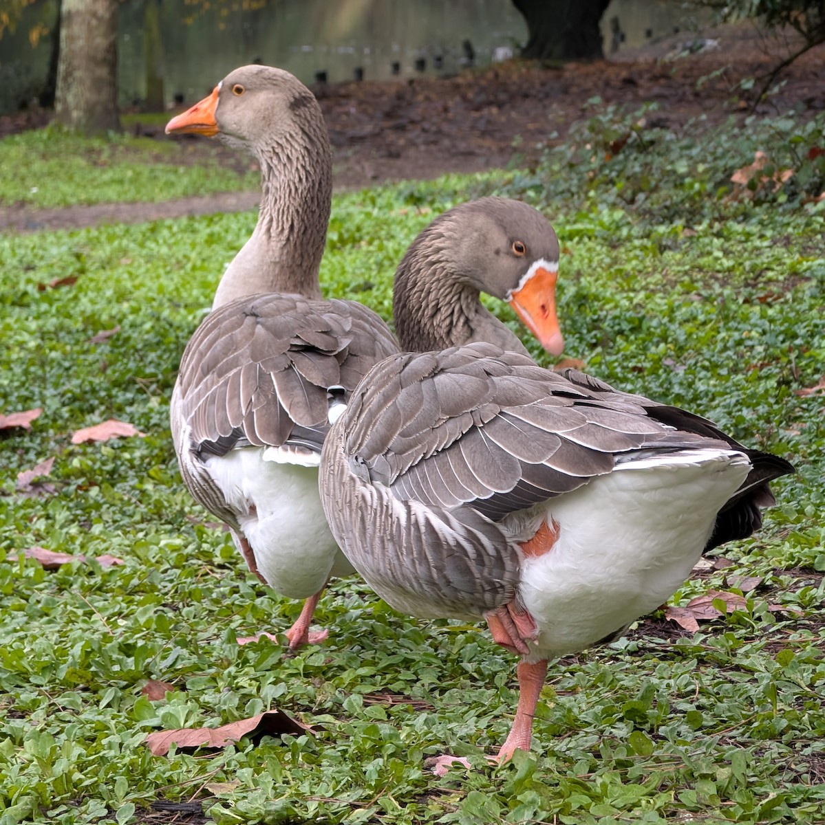 Graylag Goose (Domestic type) - ML646549598