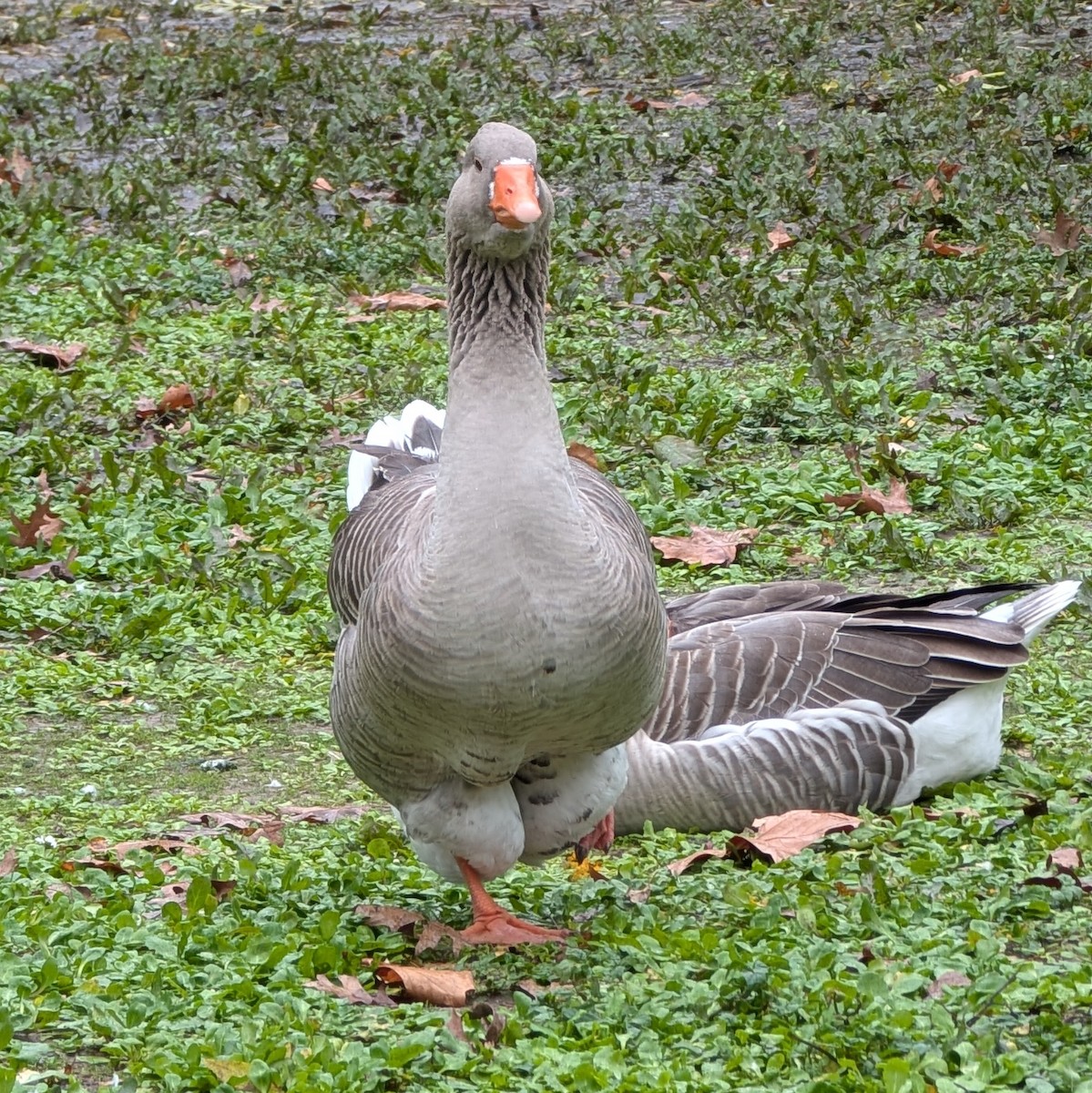 Graylag Goose (Domestic type) - ML646549599