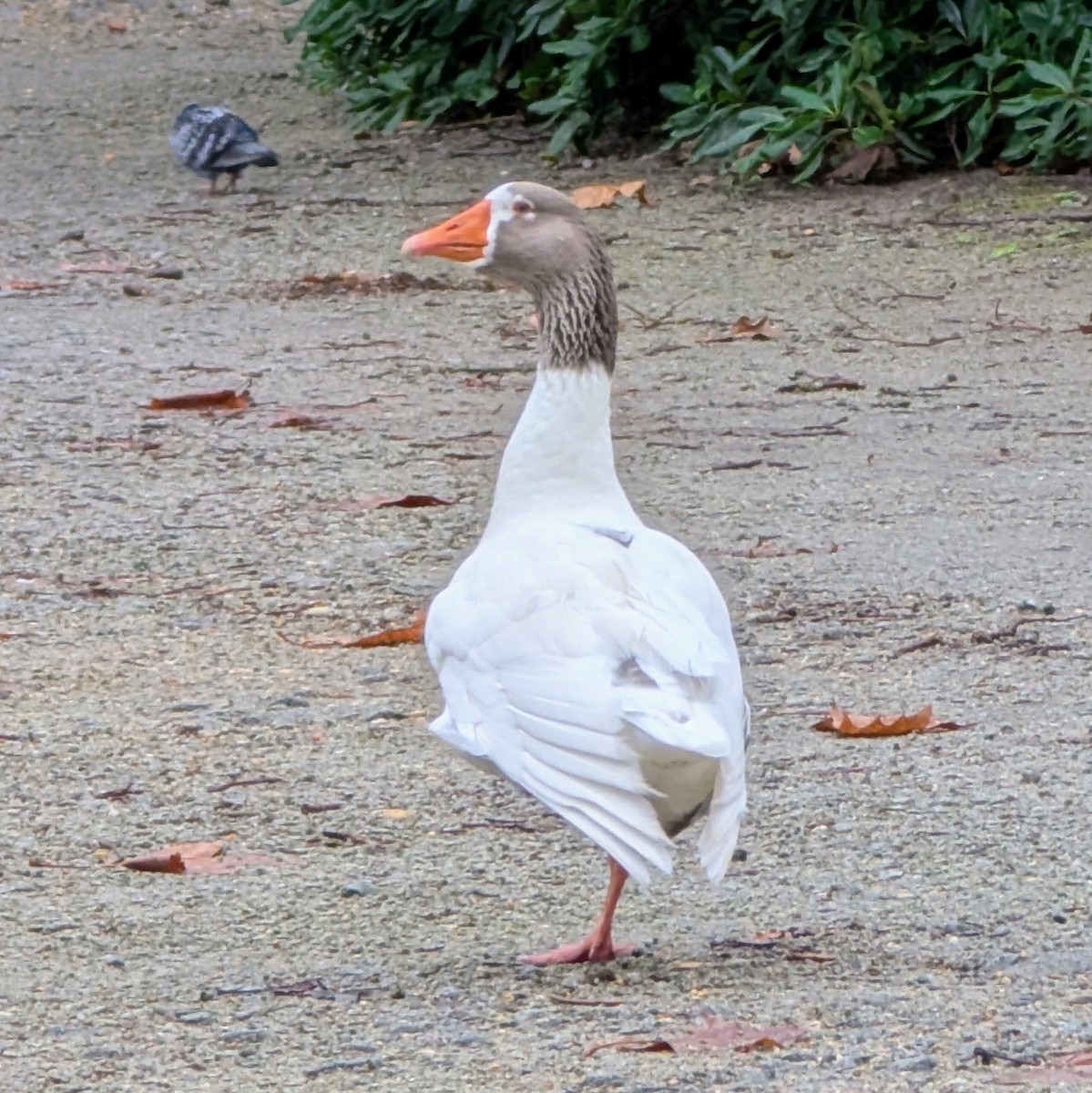 Graylag Goose (Domestic type) - ML646549600