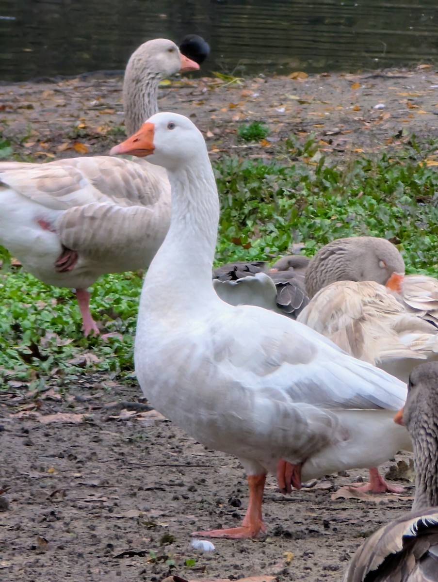 Graylag Goose (Domestic type) - ML646549601