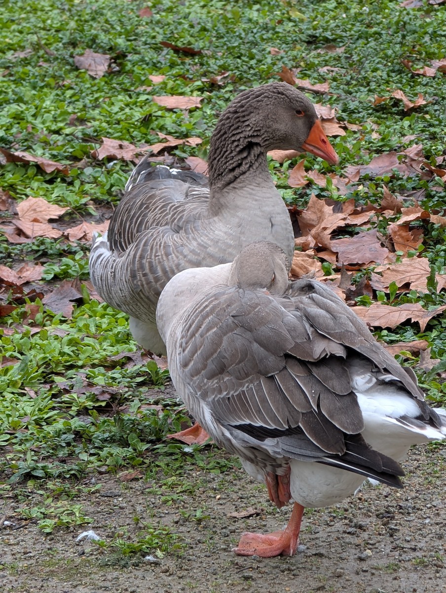 ハイイロガン（家畜） - ML646549602