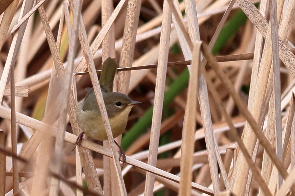 Common Yellowthroat - ML646549603