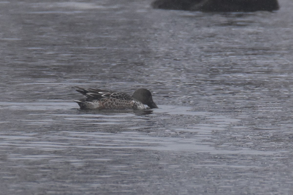 ハシビロガモ - ML646549604