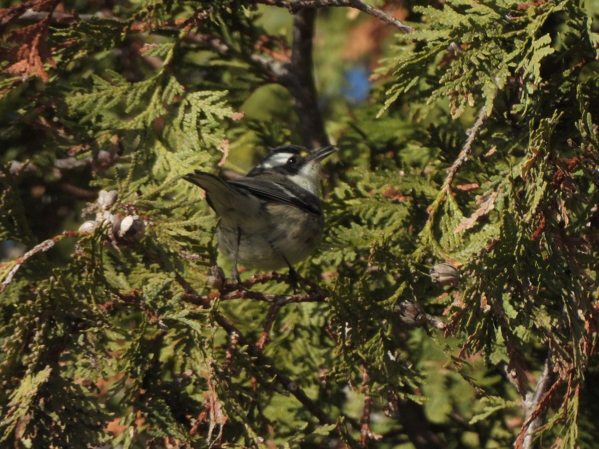 Black-throated Gray Warbler - ML646549605