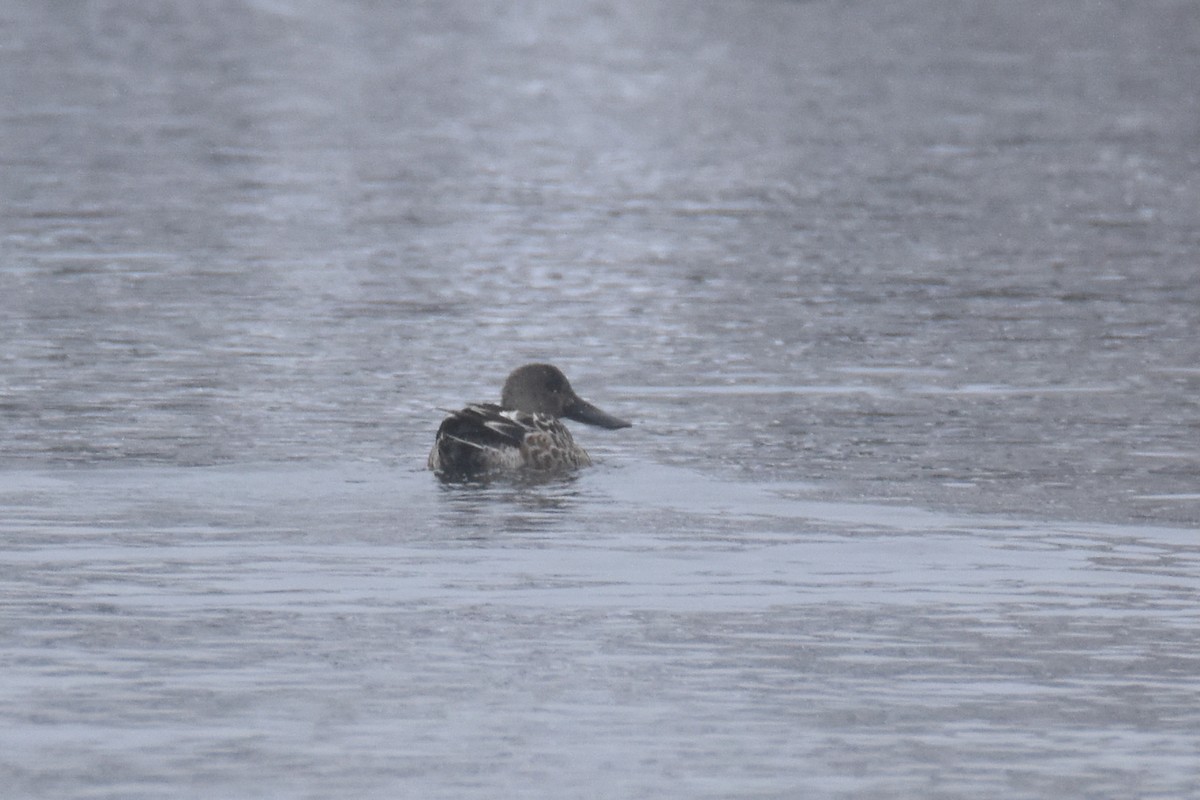 ハシビロガモ - ML646549606