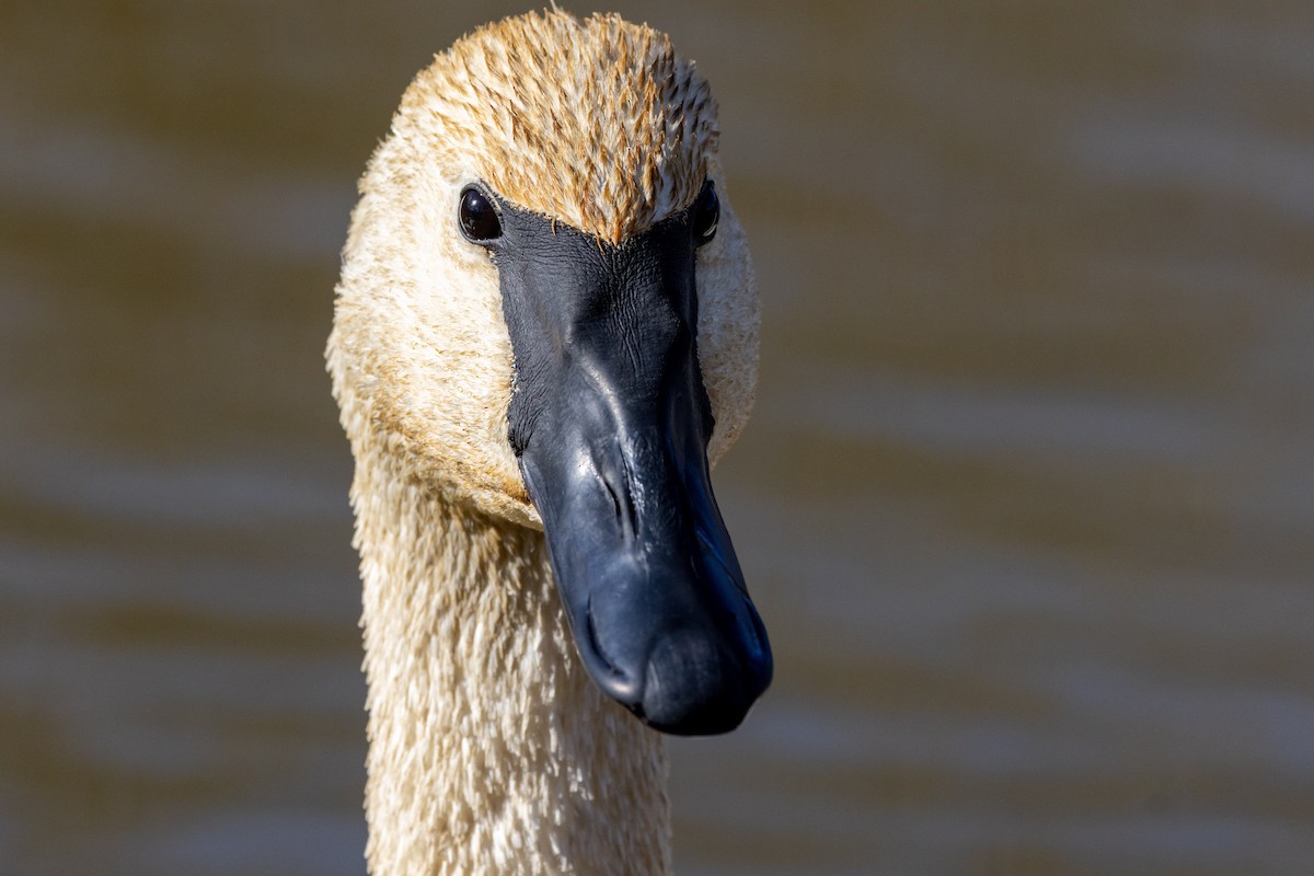 Trumpeter Swan - ML646549609