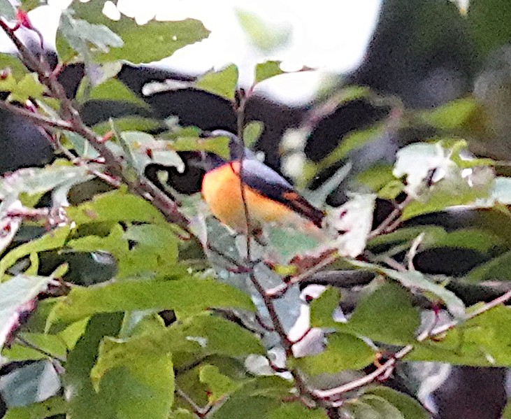 Small Minivet - ML646549610