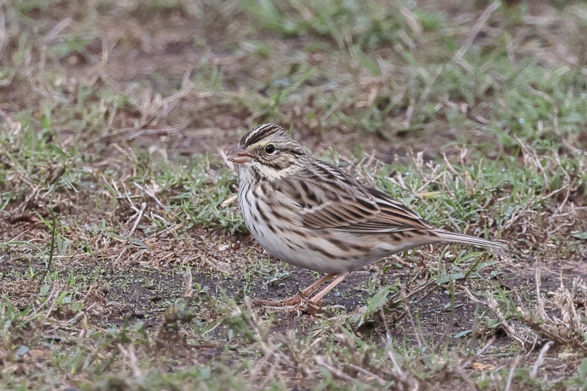Savannah Sparrow - ML646549611