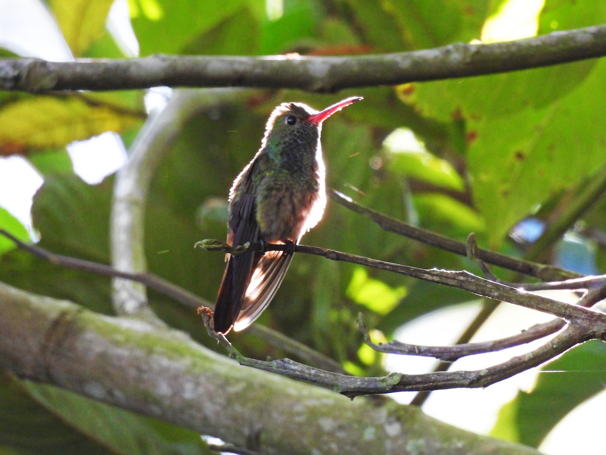 ハイバラエメラルドハチドリ - ML646549621