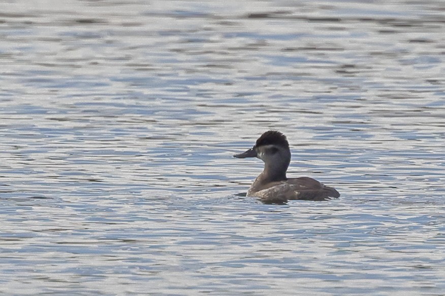 Ruddy Duck - ML646549623