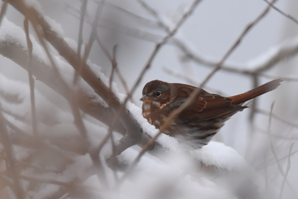 ゴマフスズメ（iliaca／zaboria） - ML646549624