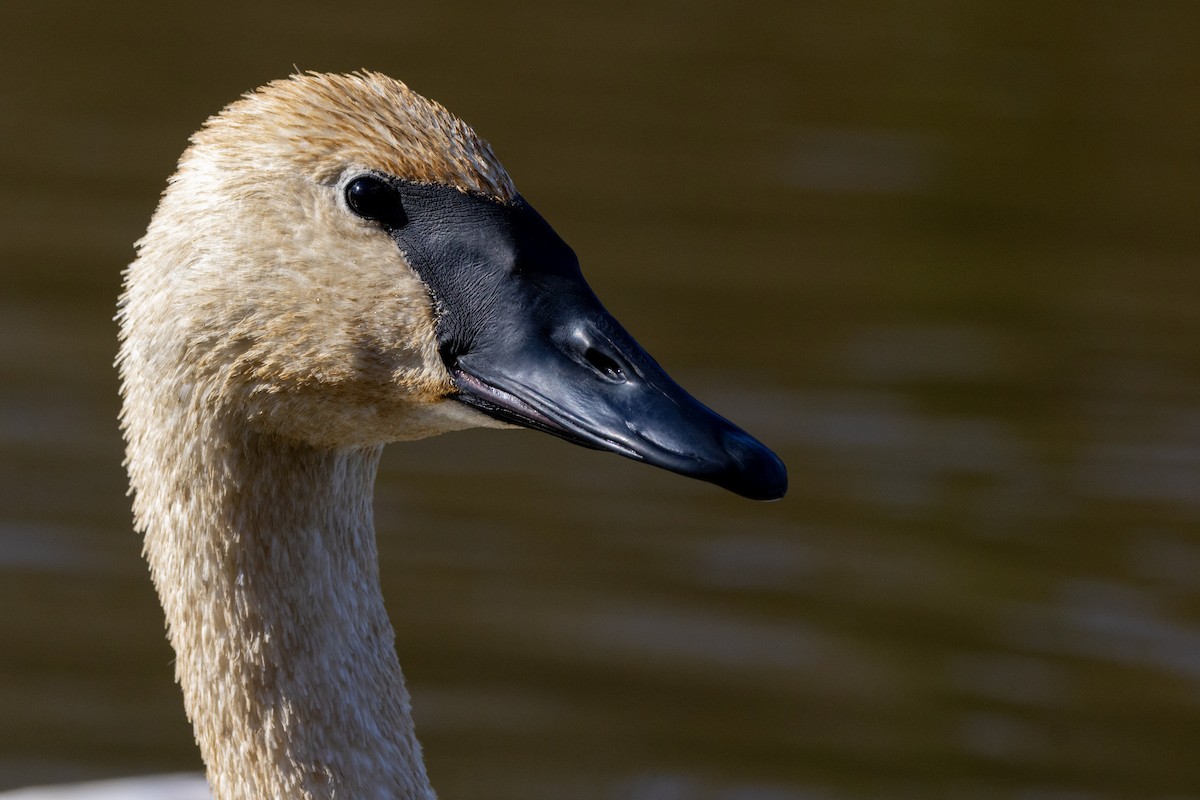 Trumpeter Swan - ML646549627
