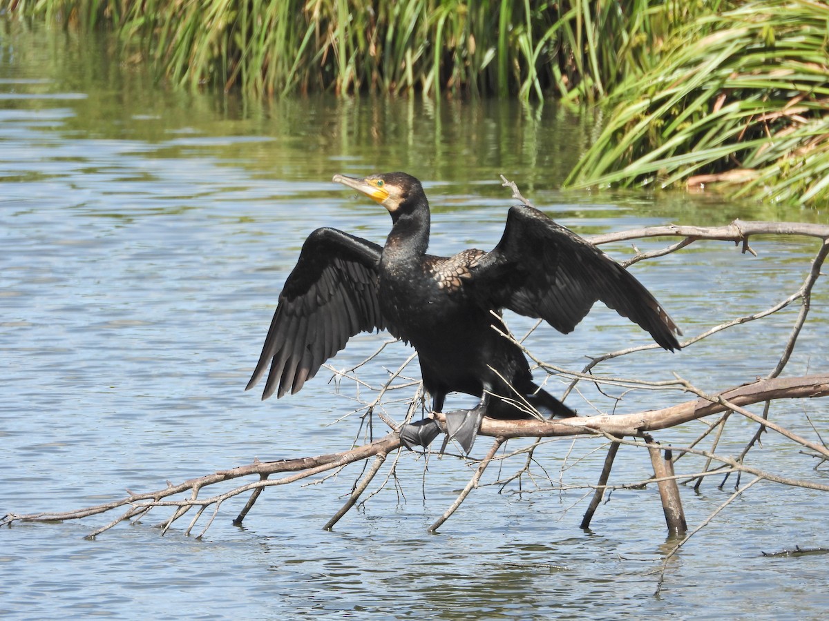 カワウ（novaehollandiae） - ML646549628