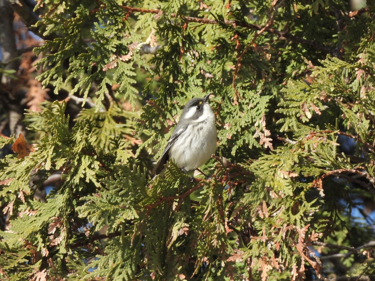 ノドグロハイアメリカムシクイ - ML646549629