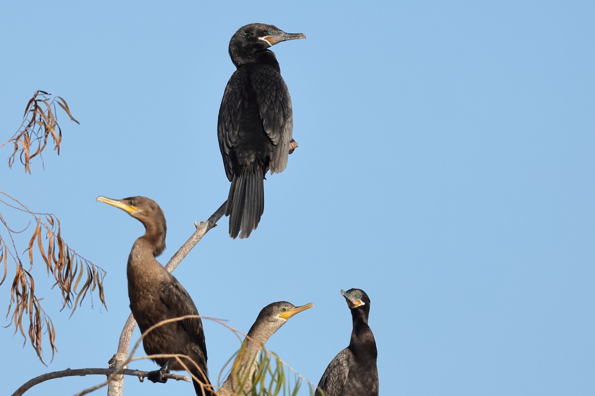 ナンベイヒメウ - ML646549630