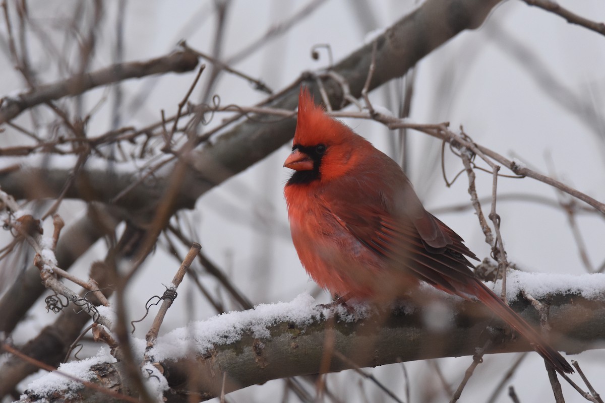 ショウジョウコウカンチョウ（cardinalis グループ） - ML646549631