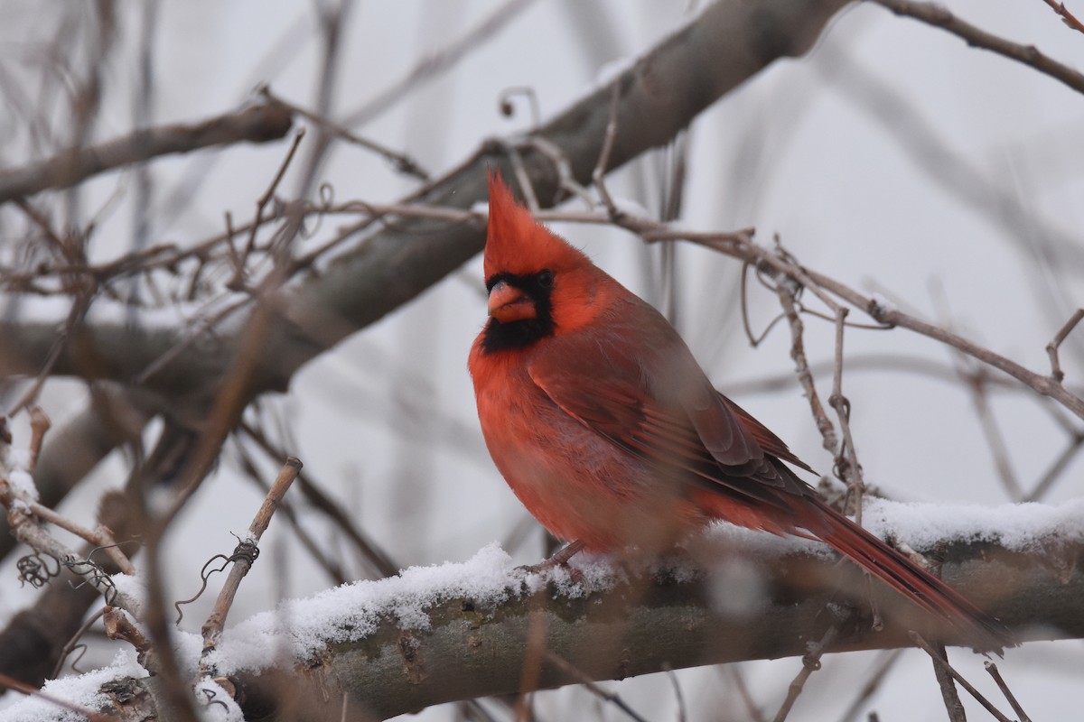 ショウジョウコウカンチョウ（cardinalis グループ） - ML646549632