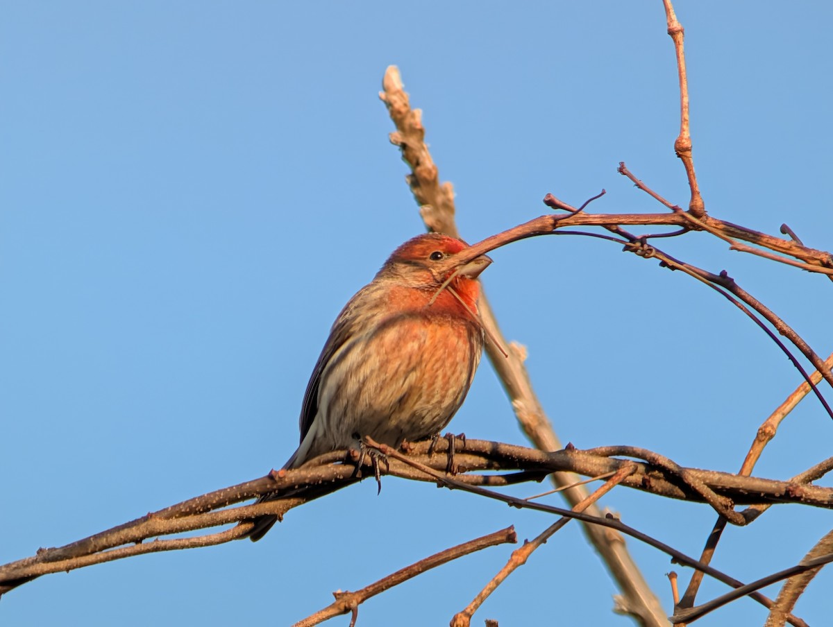 メキシコマシコ - ML646549633