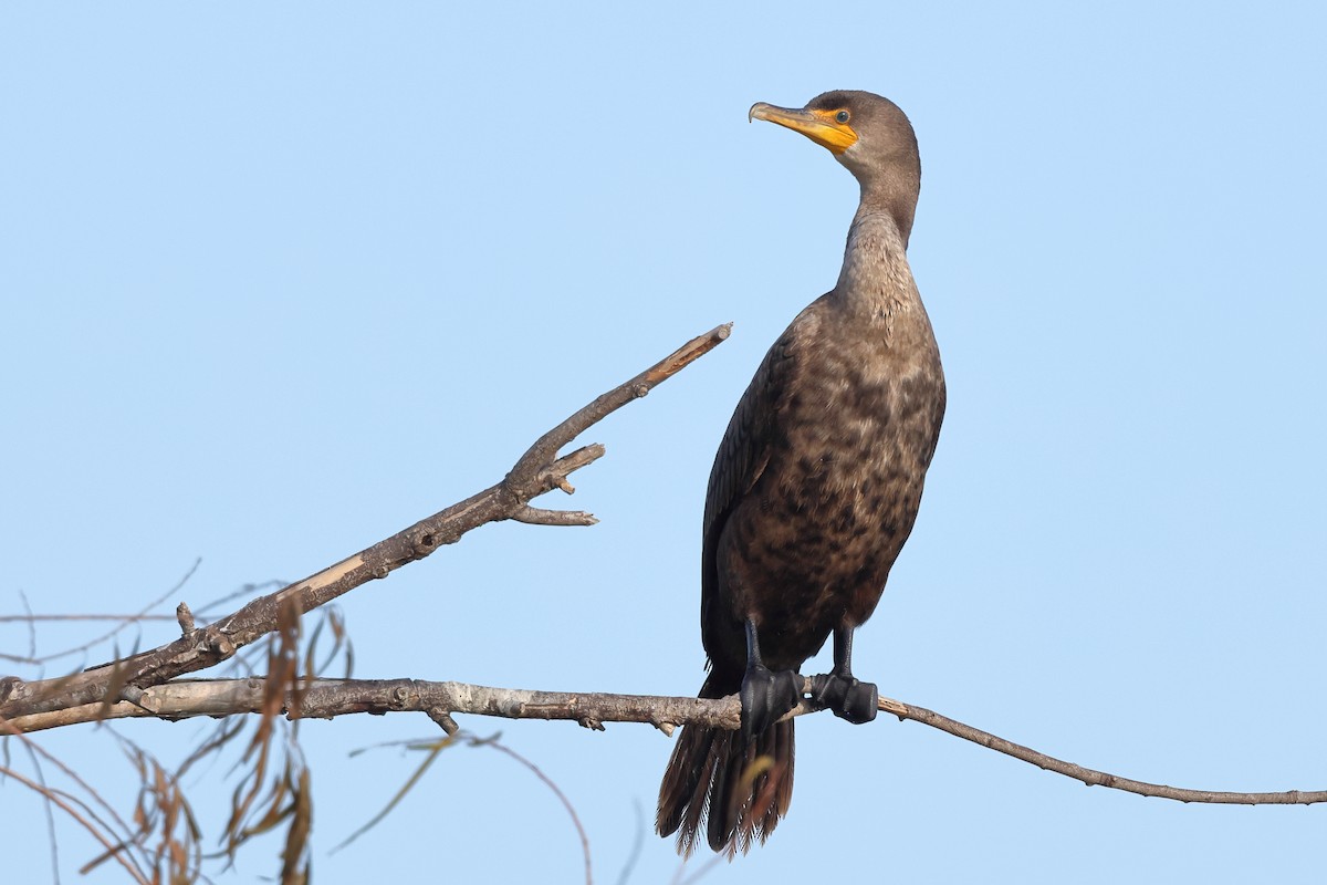 ミミヒメウ - ML646549634