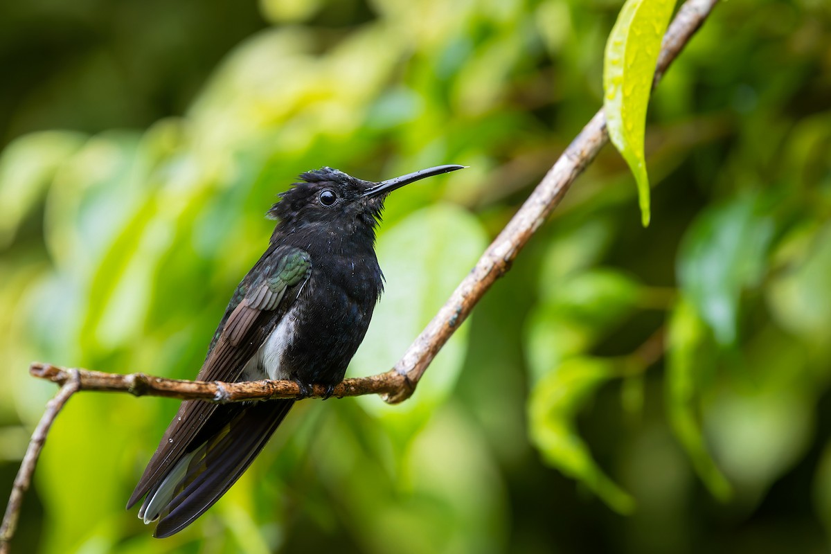 クロハチドリ - ML646549635