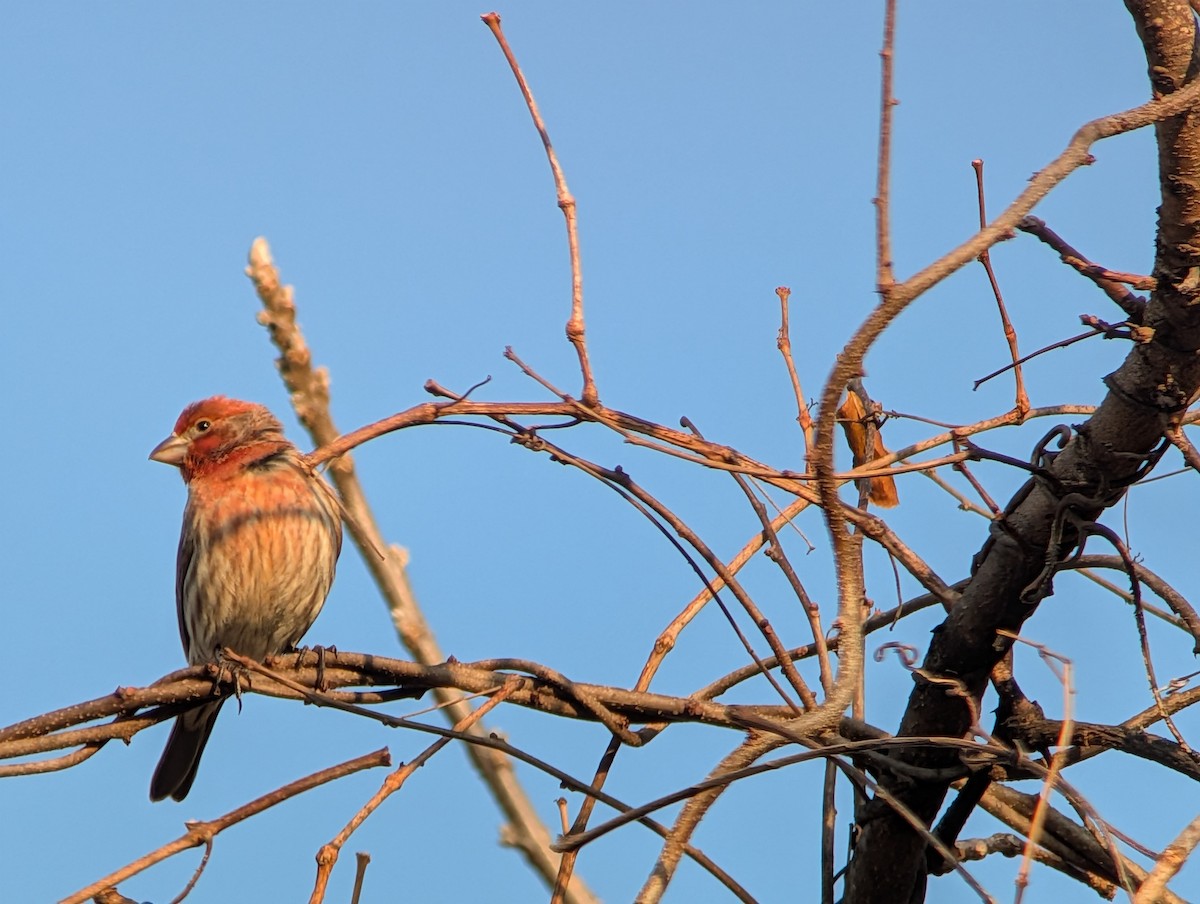 メキシコマシコ - ML646549636