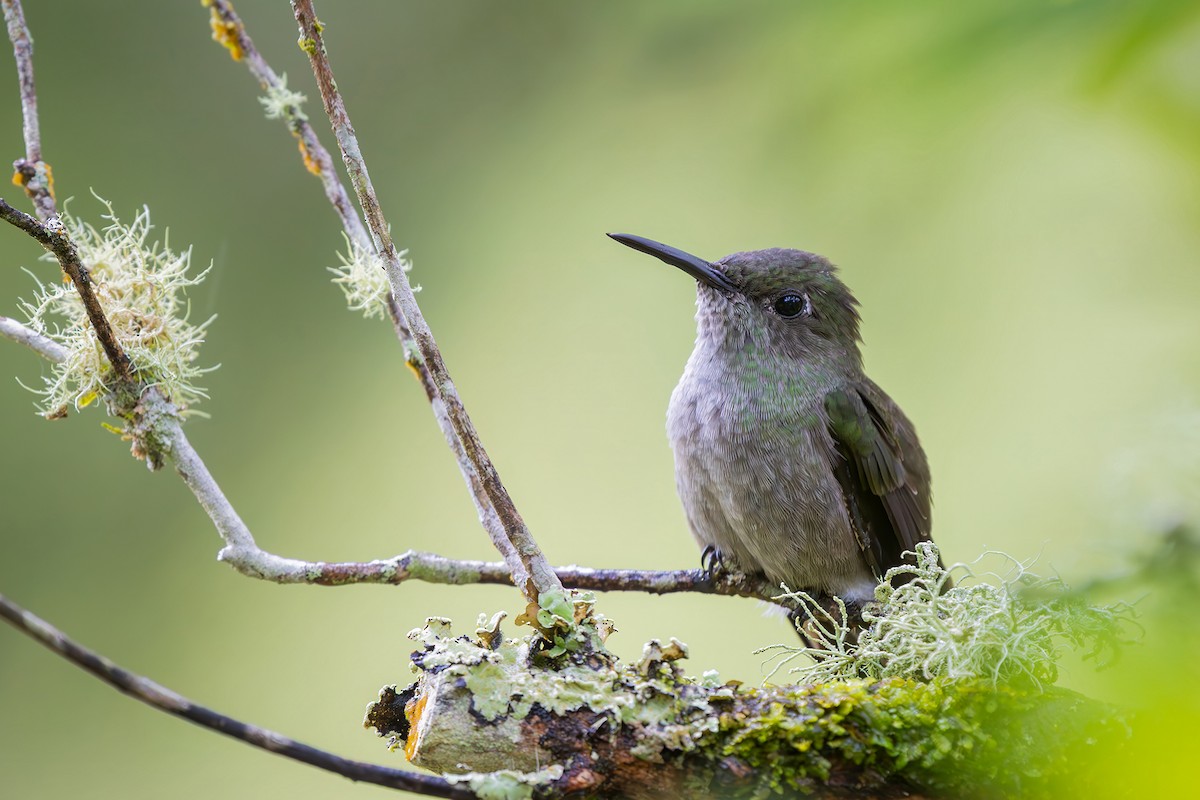 ウスグロハチドリ - ML646549637