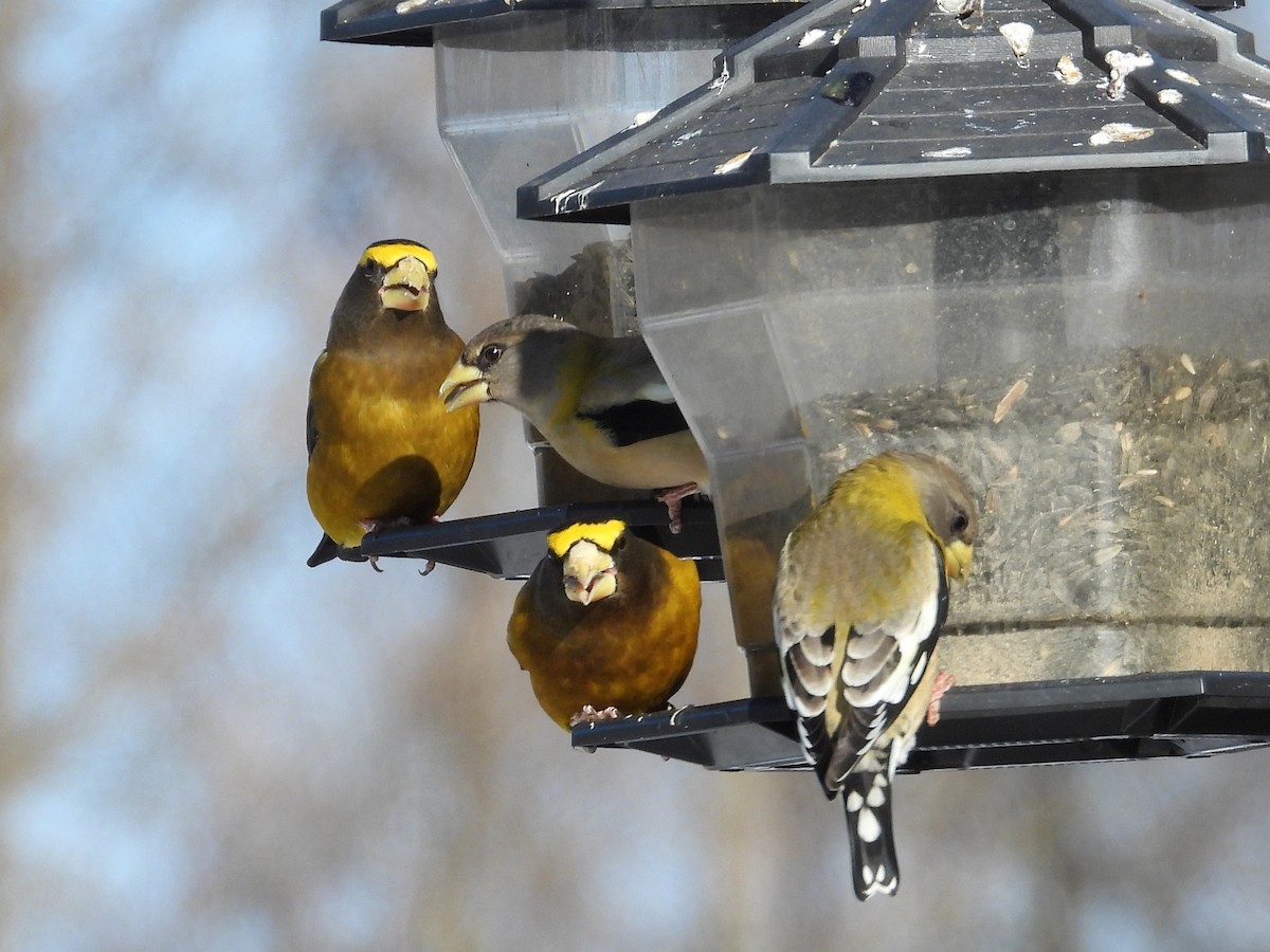 キビタイシメ - ML646549638