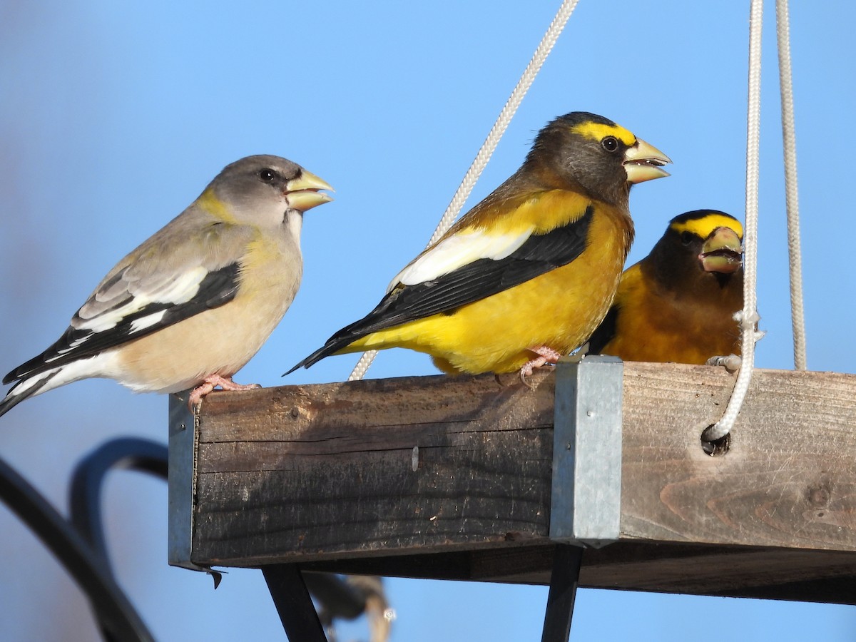 キビタイシメ - ML646549639