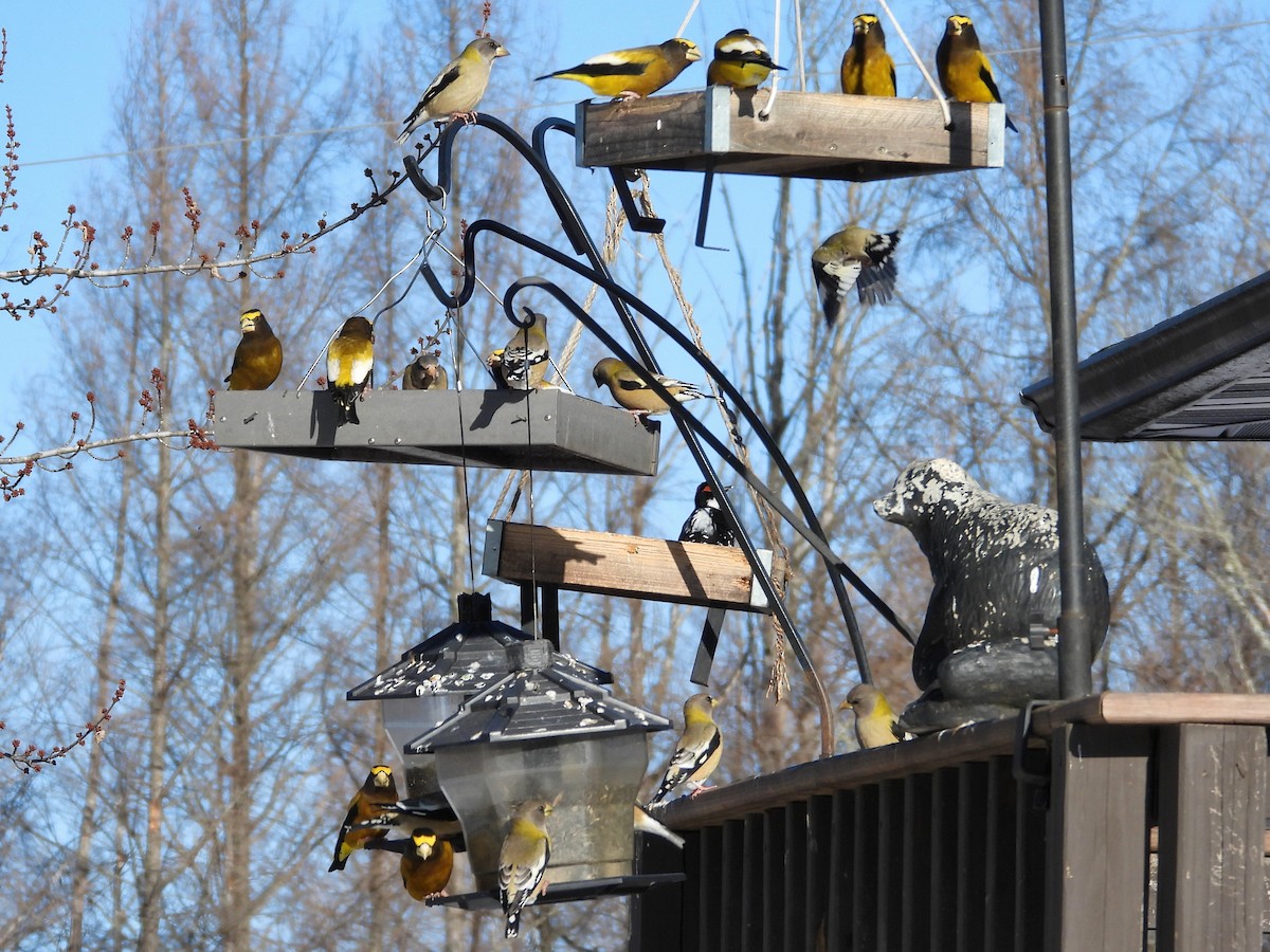 キビタイシメ - ML646549640