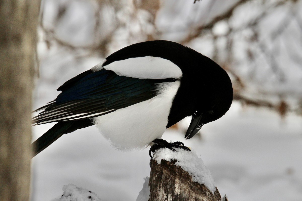 アメリカカササギ - ML646549641