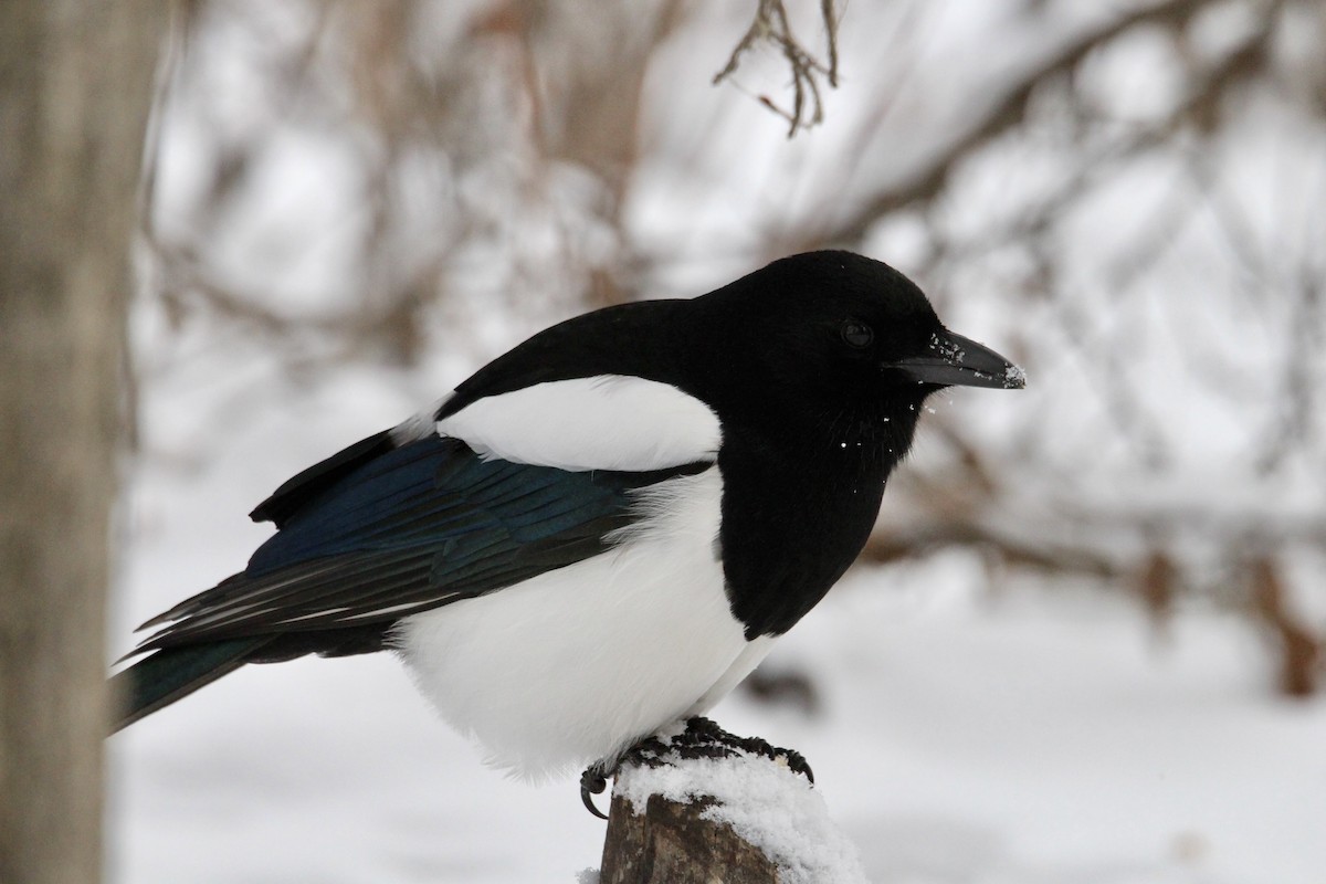 アメリカカササギ - ML646549642