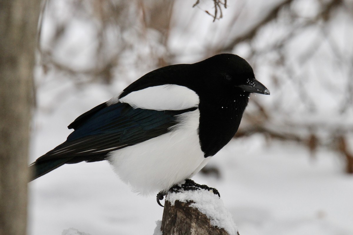 アメリカカササギ - ML646549643