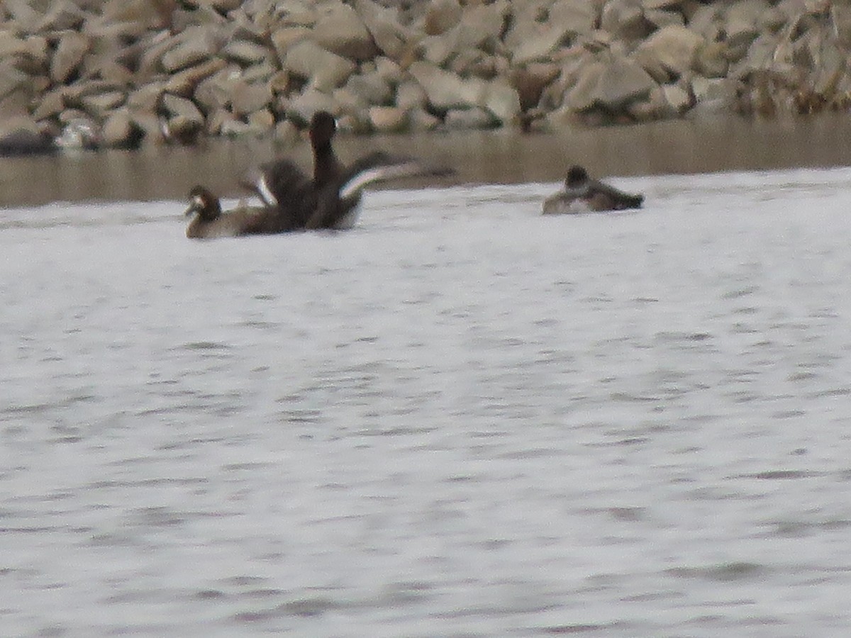 コスズガモ - ML646549644