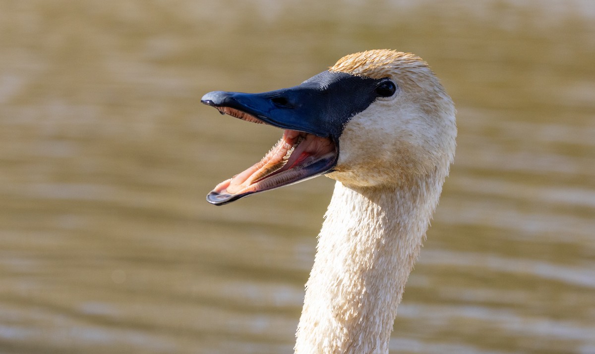 Trumpeter Swan - ML646549645