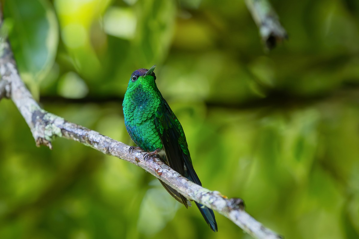 スミレボウシハチドリ - ML646549646