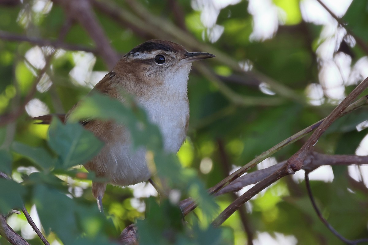 ハシナガヌマミソサザイ - ML646549647