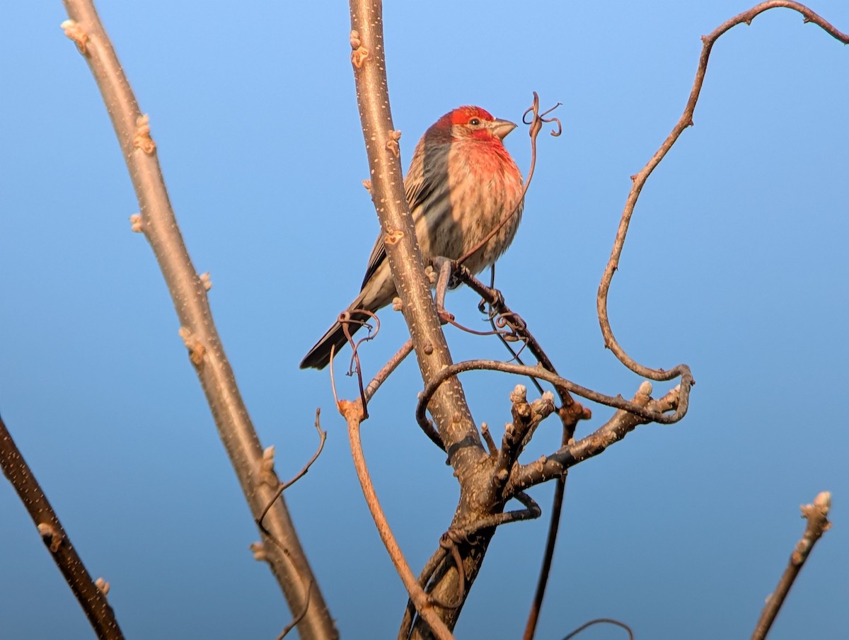 メキシコマシコ - ML646549648